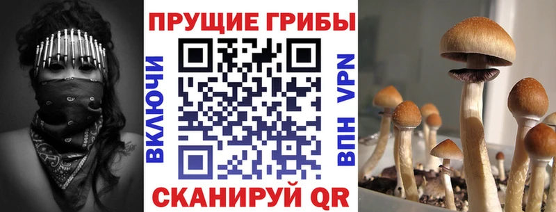 дарнет шоп  Кондопога  Псилоцибиновые грибы ЛСД 